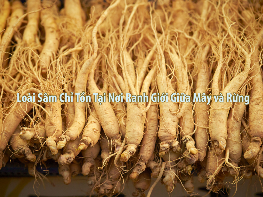 Sam_ngoc_linh_tinh_chat_phuc_hoi_tu_thien_nhien_1