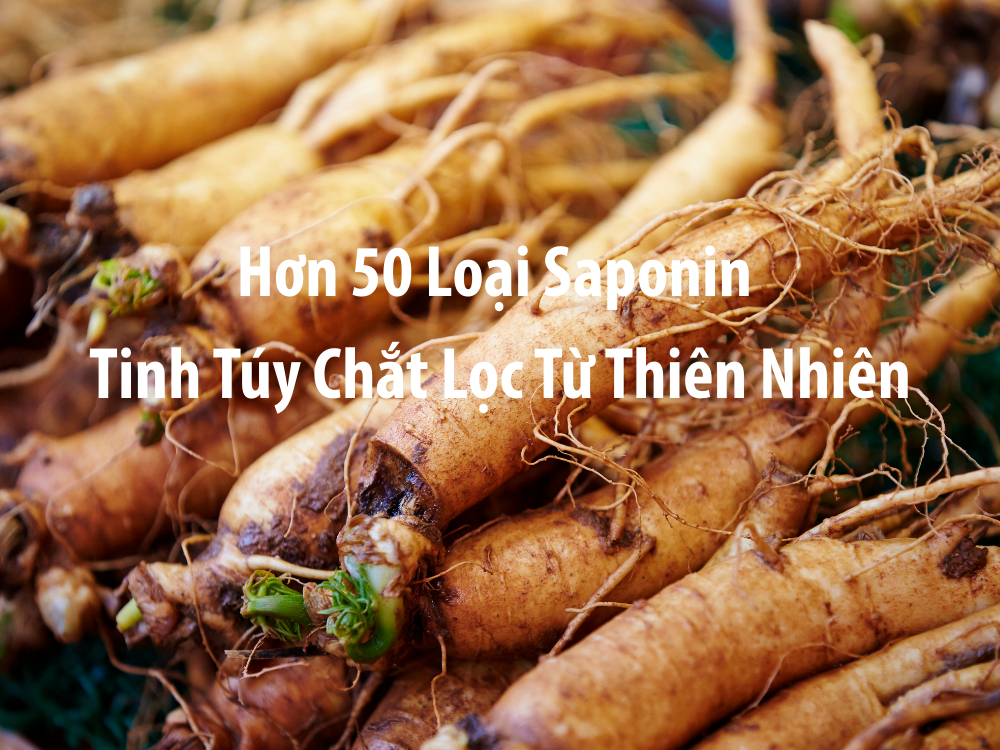 Sam_ngoc_linh_tinh_chat_phuc_hoi_tu_thien_nhien_2