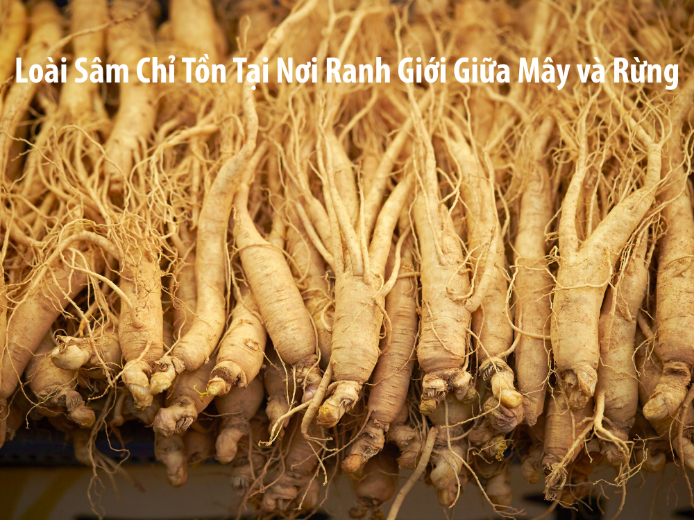 Sam_ngoc_linh_tinh_chat_phuc_hoi_tu_thien_nhien_1