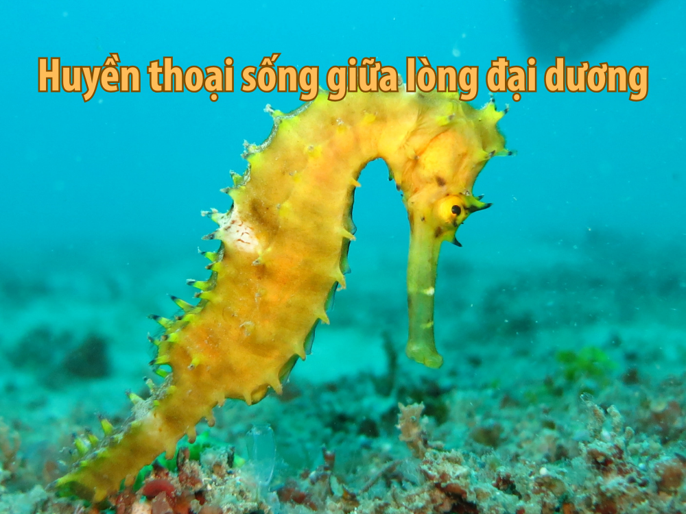 ca_ngua_bi_an_dai_duong_cho_phong_do_benh_vung_1