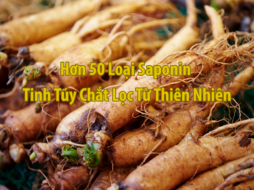 Sam_ngoc_linh_tinh_chat_phuc_hoi_tu_thien_nhien_2